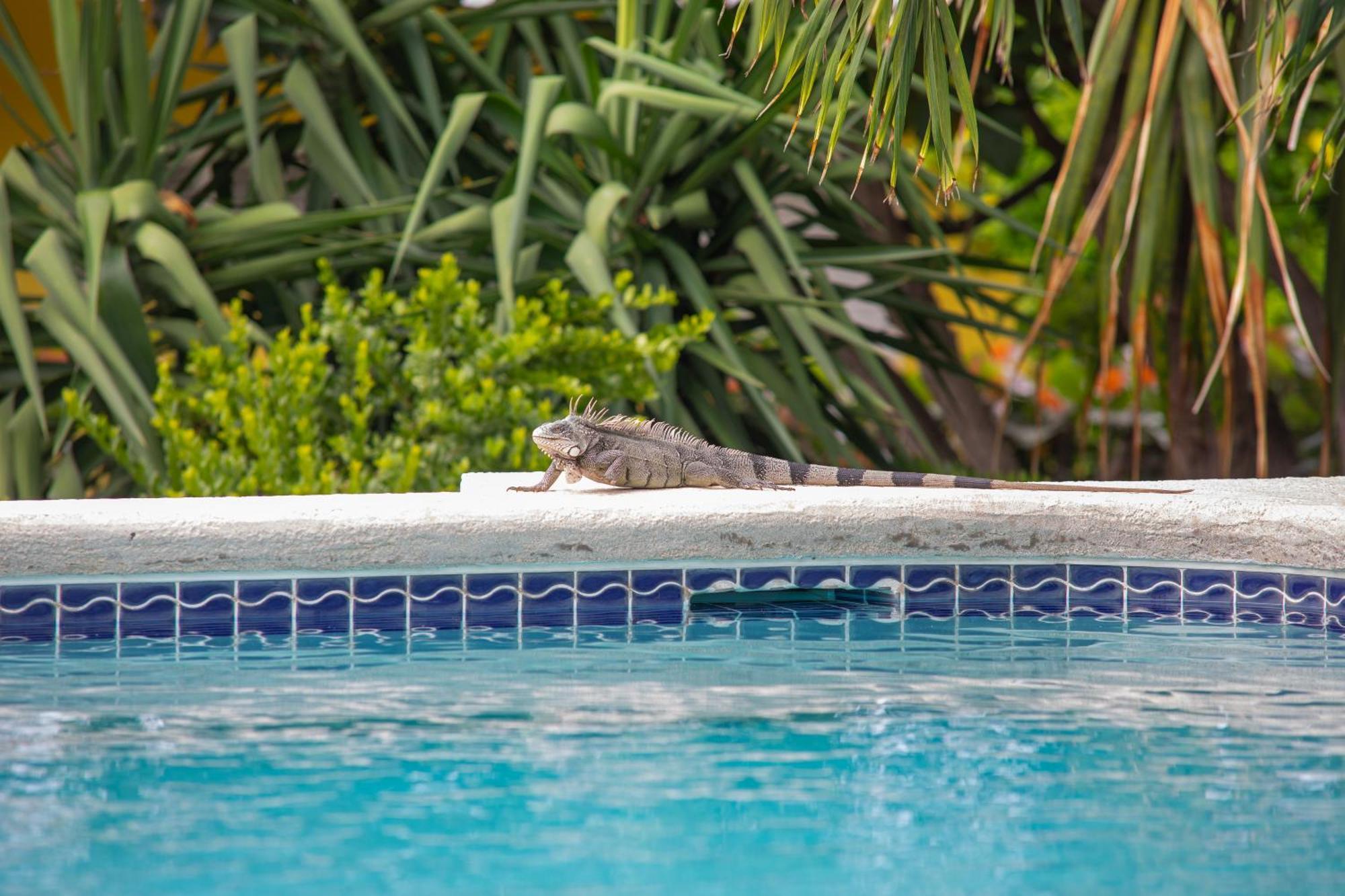 Piscadera Bay Resort 24 ウィレムスタッド エクステリア 写真